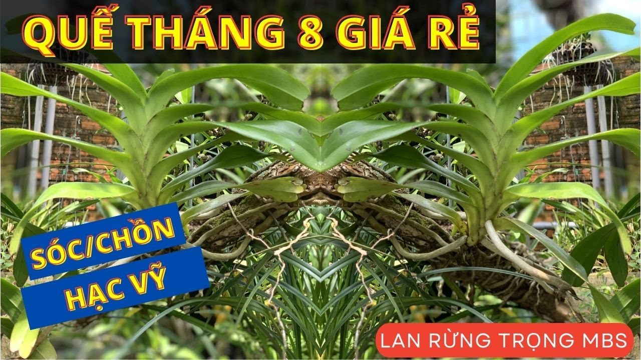 Quế Th&aacute;ng 8 Gi&aacute; Rẻ - 039 249 7777 | Vườn lan rừng TRỌNG MBS