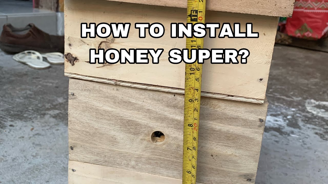 Stingless Beekeeping Business How it Works: How to Install Honey Super