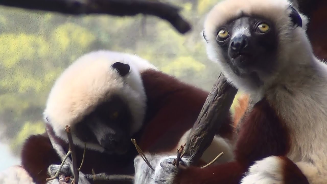 The Bronx Zoo | March 8th, 2014 | Highlights from Madagascar!