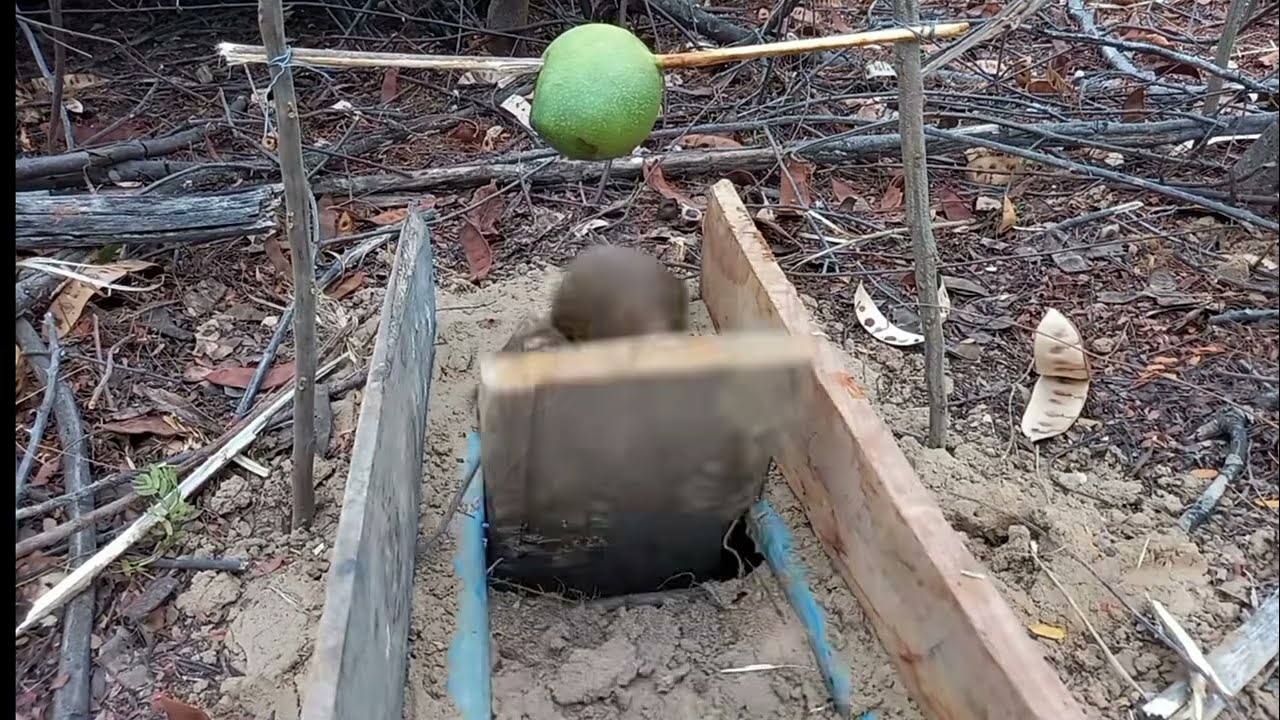 OLHA SÓ QUEM CAIU NO FOJO(armadilha), E FOGIU!