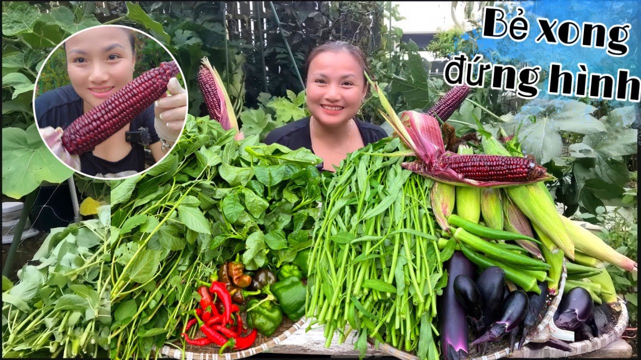 Hái rau bình thường thì không sao, tới khi đụng vô bắp tím là chuyện lạ xảy ra liền!?