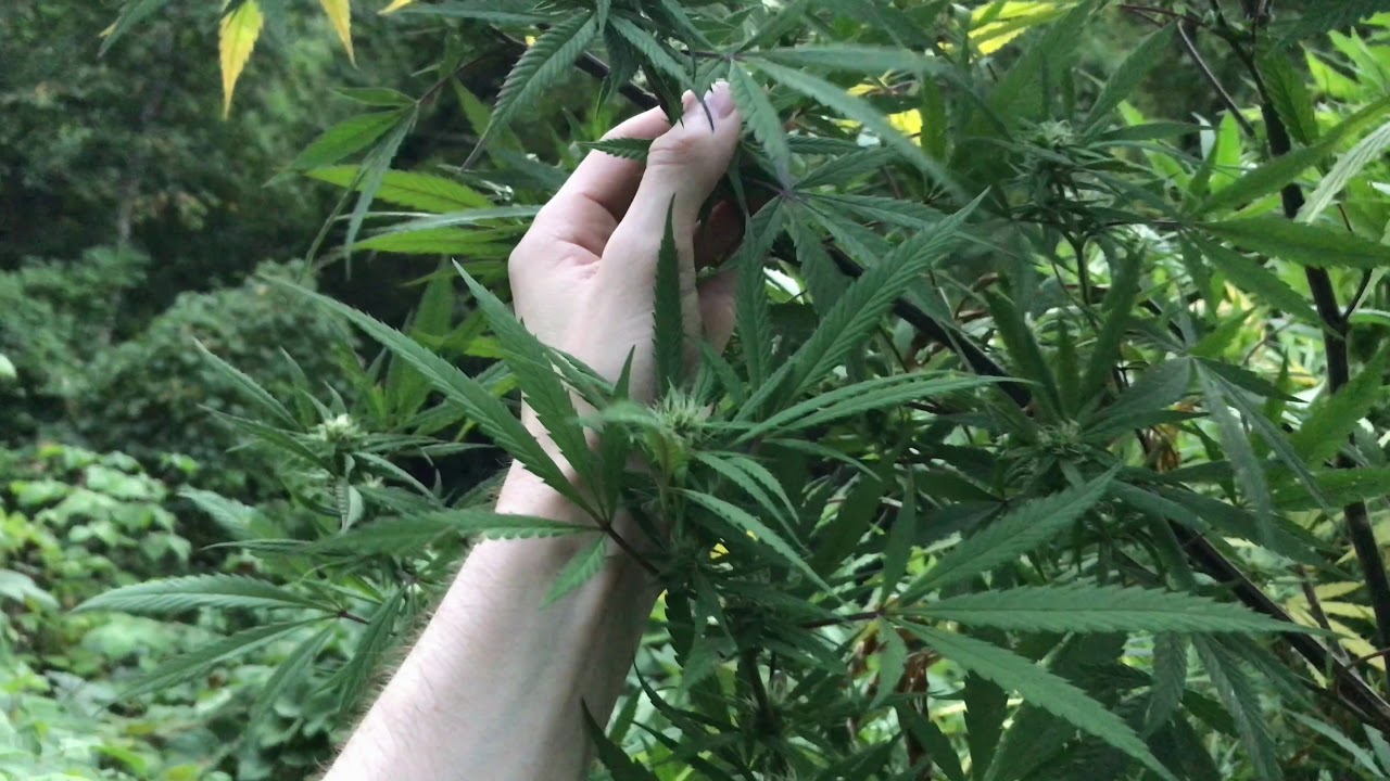 September 12 2018 Crop King Seeds  Cannabis Outdoor PURPLE KUSH & GIRL SCOUT COOKIES