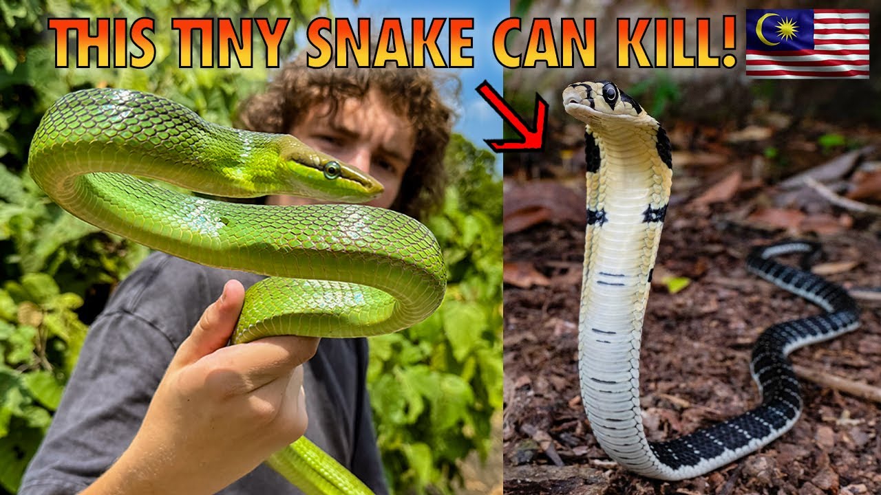 INCREDIBLE BABY KING COBRA IN MALAYSIA