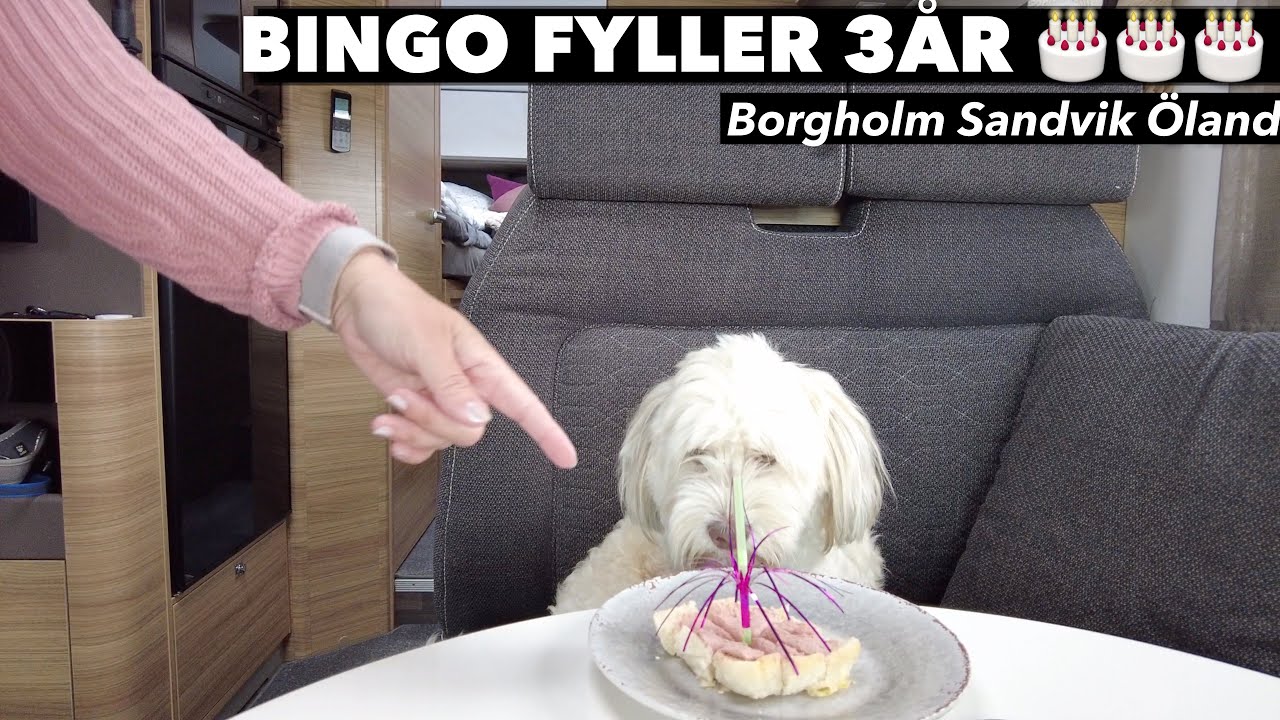 Bingo firar födelsedag i Husbilen på Öland, Borgholm och Sandvik | varahusbilsresor.se