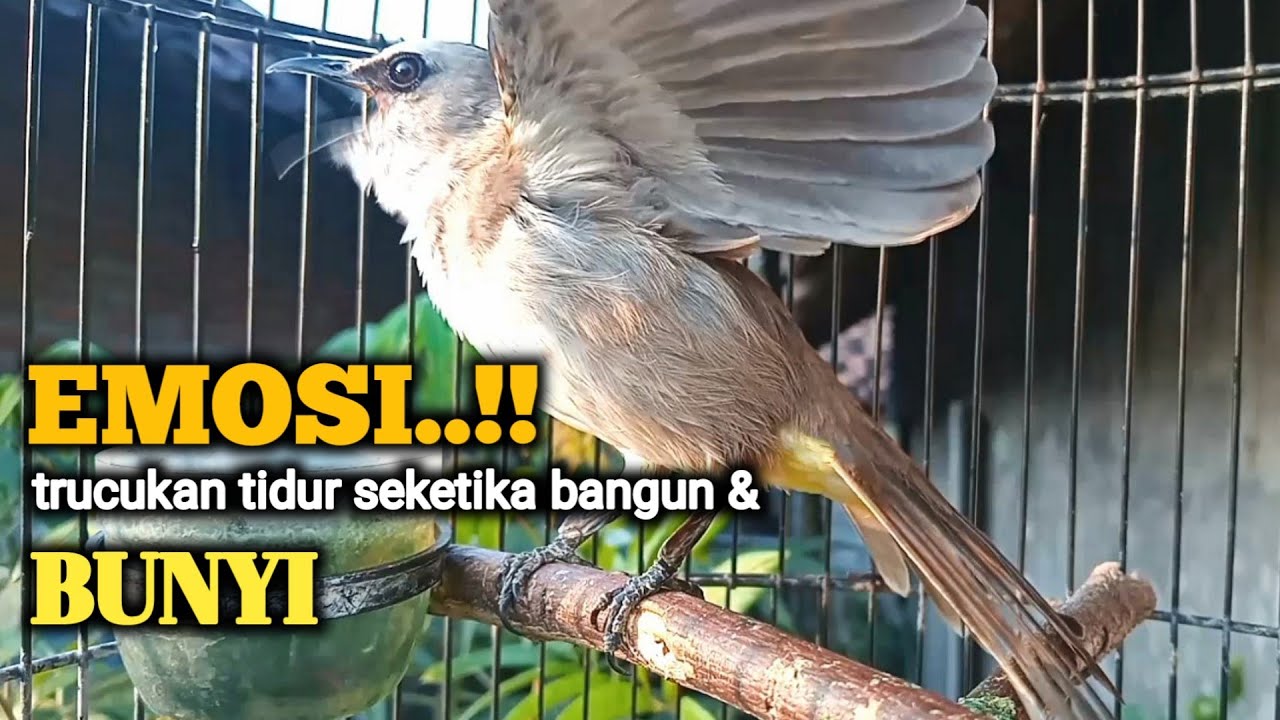 trucukan gacor EMOSI ROPEL PANJANG buat pancingan trucuk agar cepat bunyi JADIKAN burung NYAUT giras