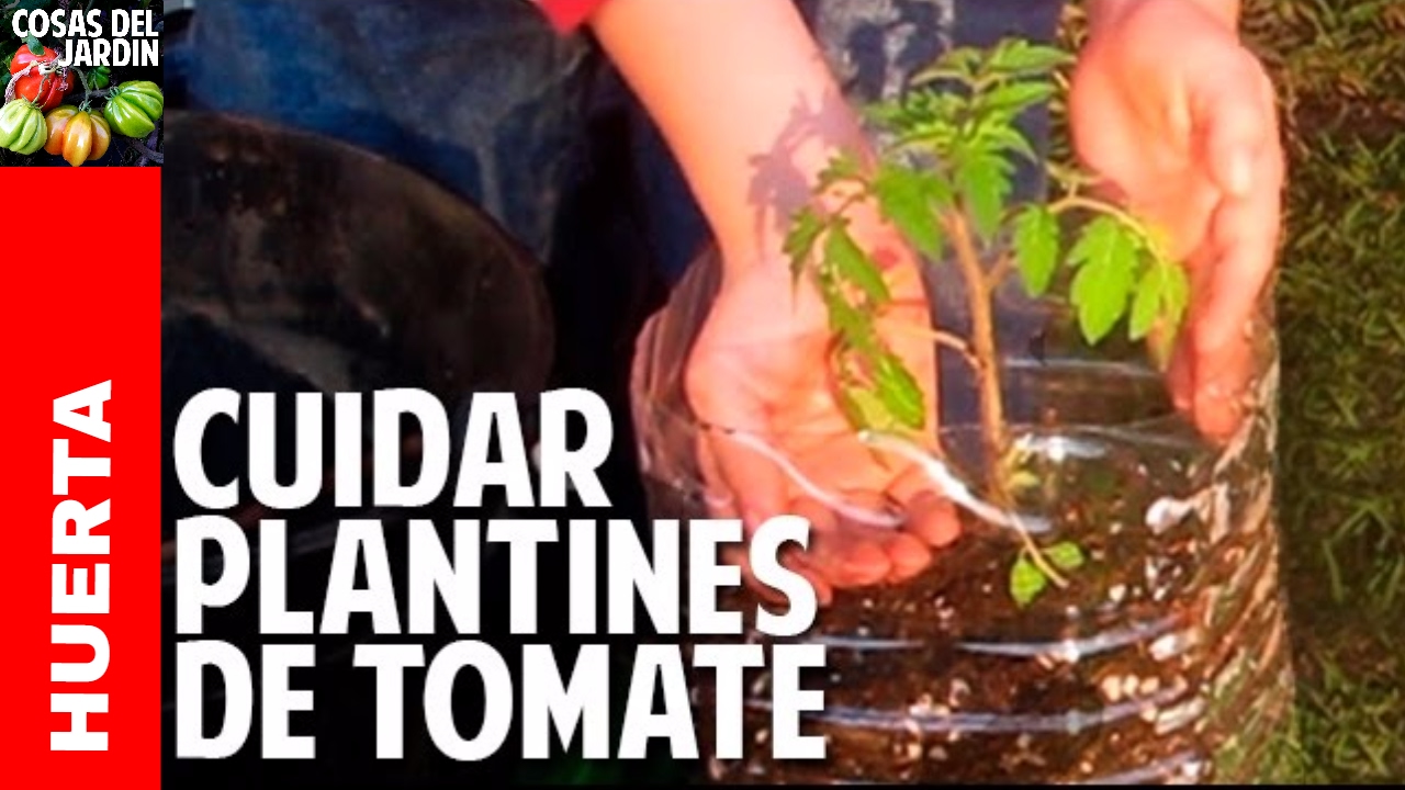 Como cuidar una planta de tomate recien germinada - Riego, Sol, Transplante @cosasdeljardin