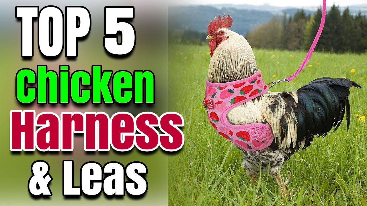 Best Adjustable Chicken Harness And Leas For Hens