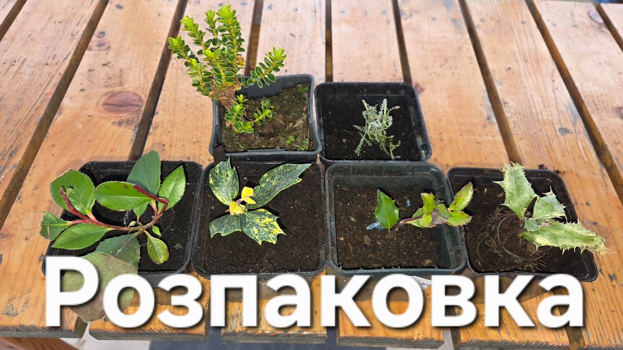 Хебе, Сантоліна, Фотінія, Османтус Гошікі, Падуб Фастігіата, Падуб. Розпаковка посилки.