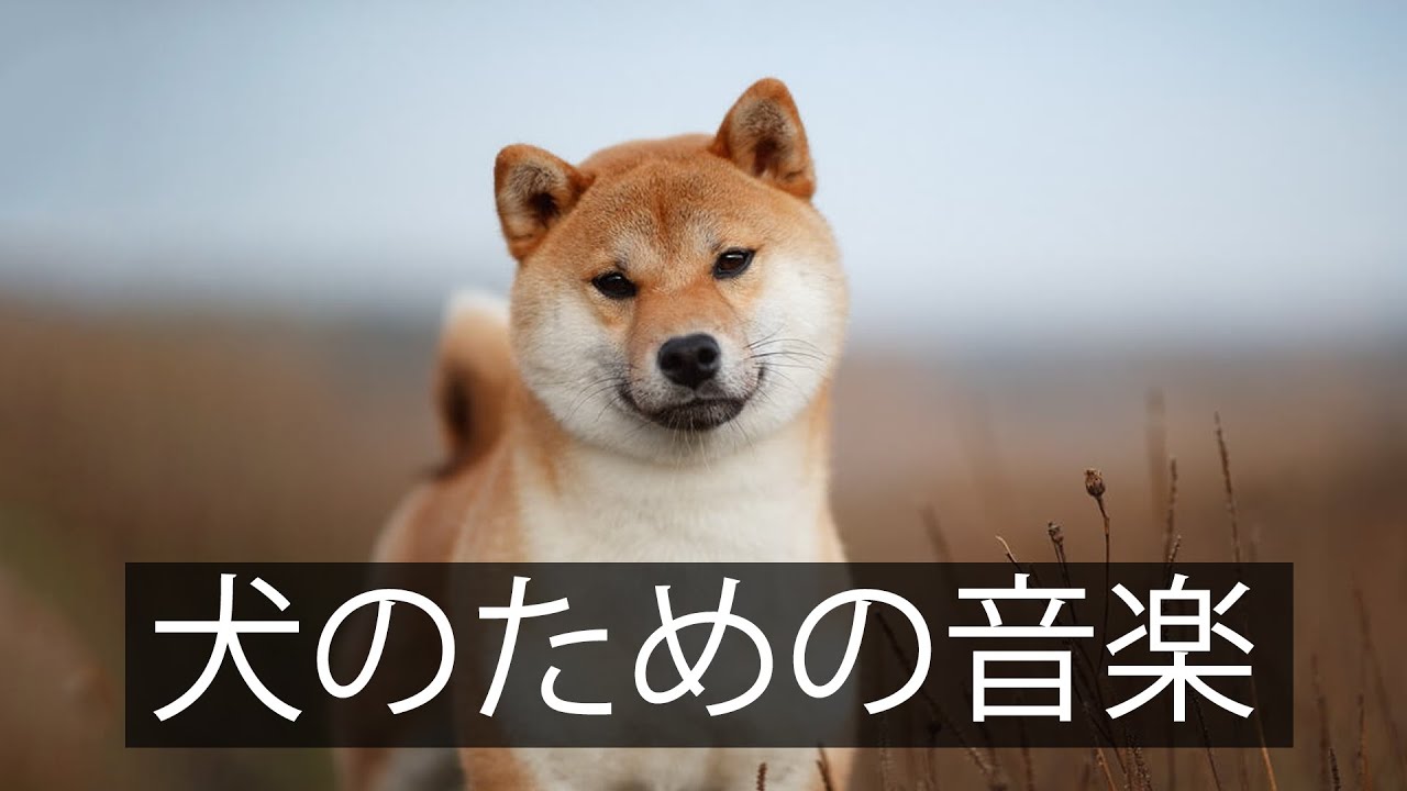 [広告なし] 犬の音楽: 何時間もの分離不安音楽で犬を落ち着かせる