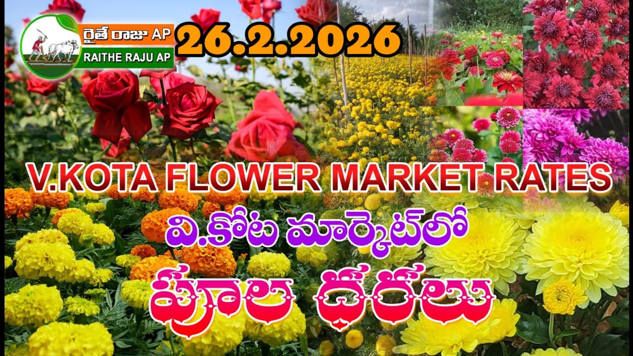 26.2.2026//భారీగా తగ్గిన బంతిపూలు చామంతి పూల ధరలు #flowers #marigold #all #flowertypes #rose #food 