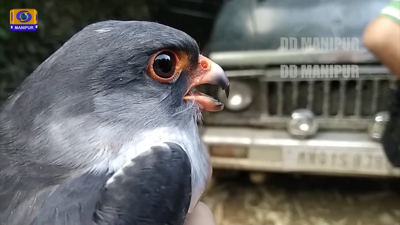 ECO MANIPUR | AMUR FALCON
