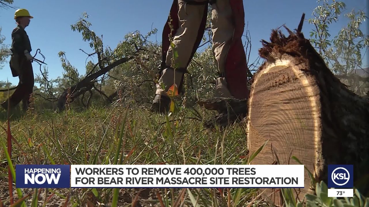 Conservationists begin to remove thousands of invasive trees at the Bear River Massacre Site