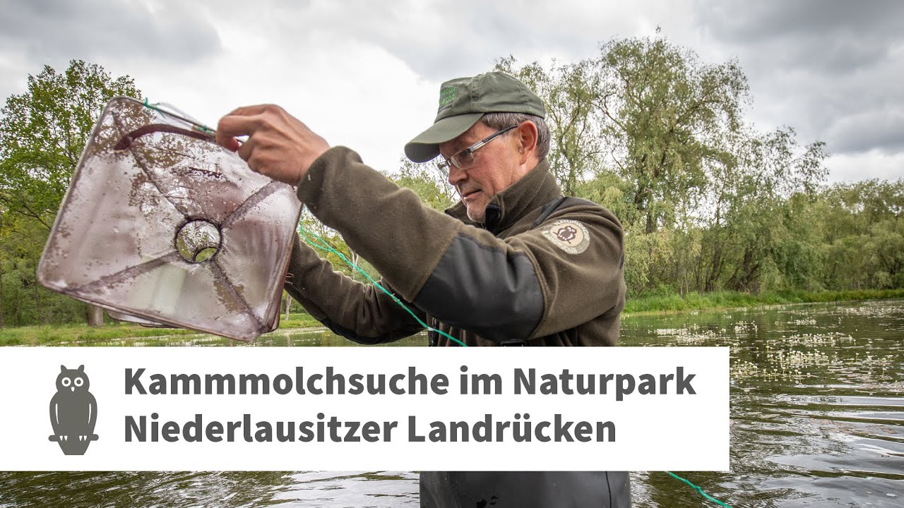 Auf der Suche nach dem Kammmolch: Mit Ranger Ulf Bollack zum Höllbergteich