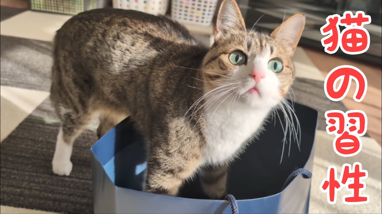 猫の習性なんだろうね。vol.1501