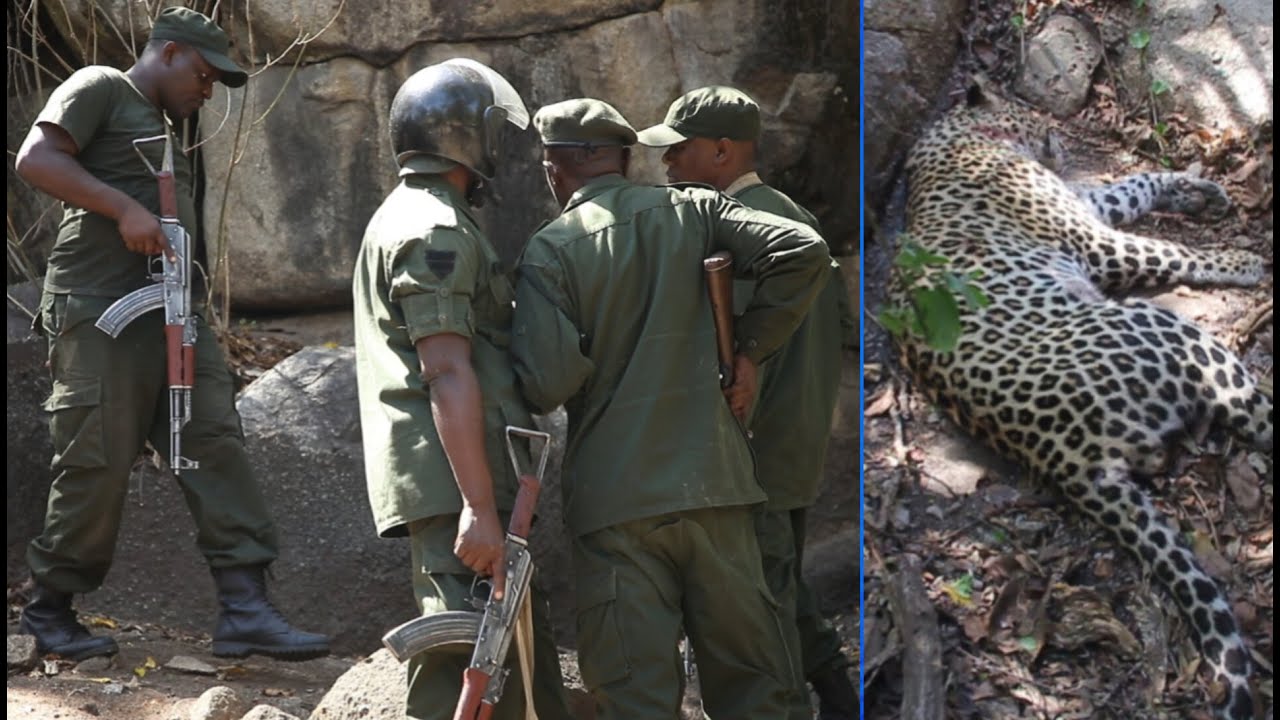 ASKARI MMOJA AFARIKI WAWILI WAJERUHIWA KWENYE MAPAMBANO YA KUMDHIBITI CHUI ALIYEVAMIA MAKAZI YA WATU