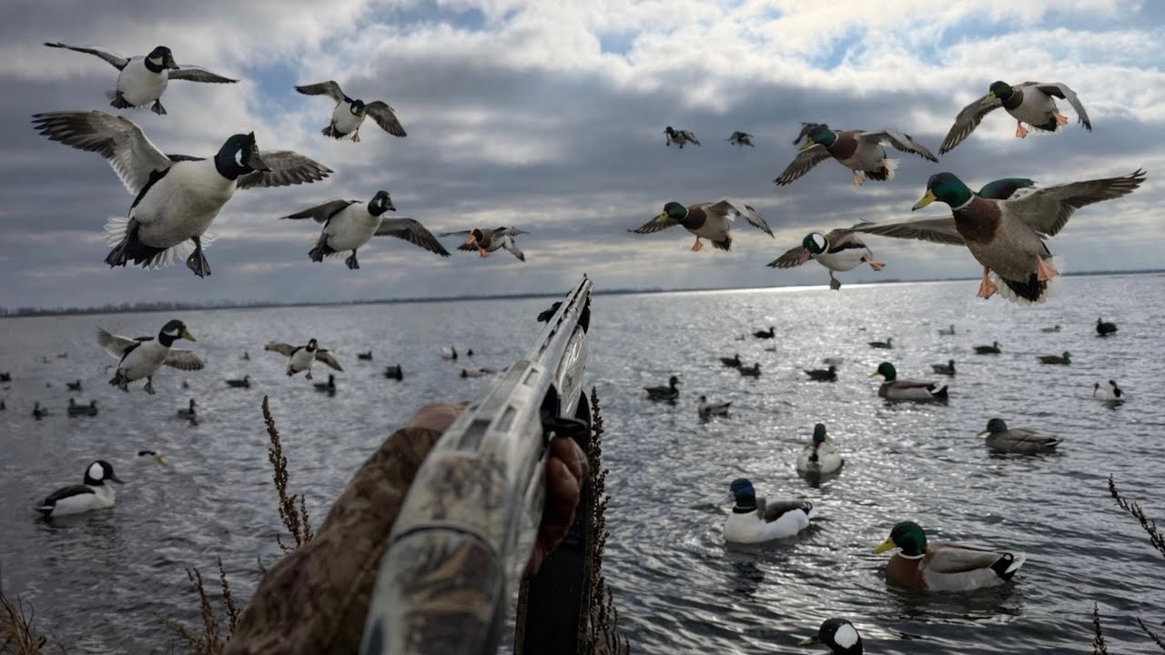 Late Season Duck Hunting On HUGE Water!