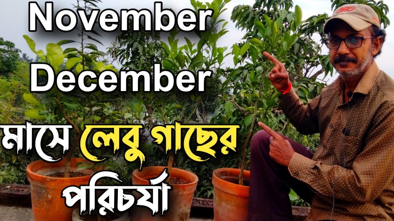 নভেম্বর এবং ডিসেম্বর মাসে লেবু গাছের পরিচর্যা।। lemon plant care in winter