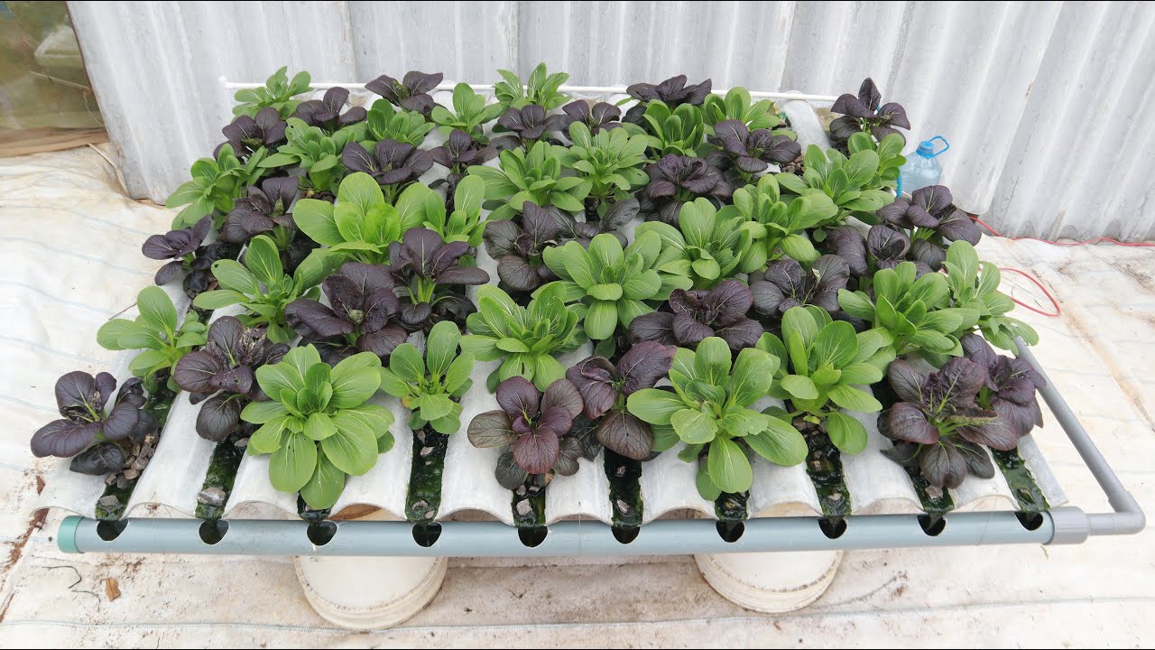 No garden needed - No care needed - Growing vegetables has never been easier