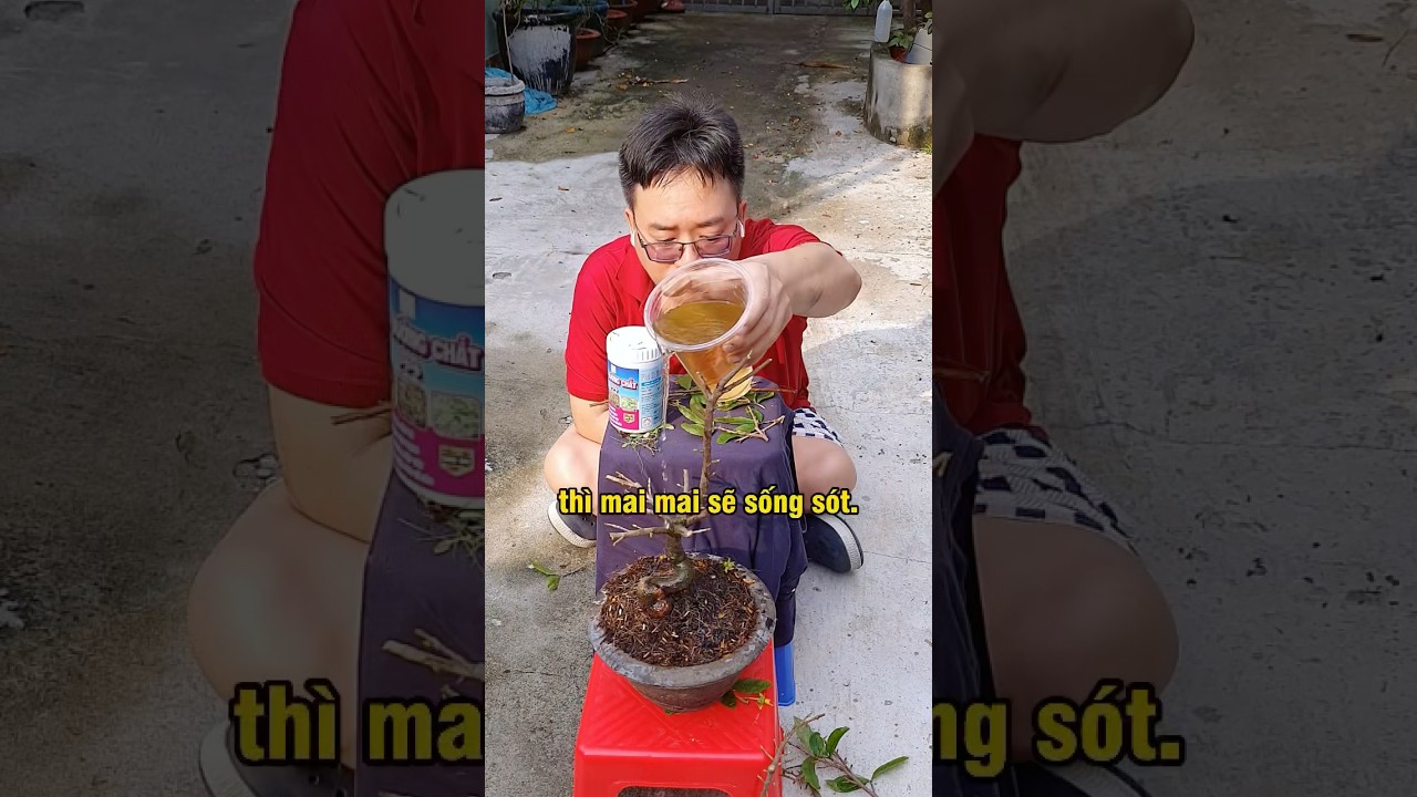 Secrets Gardeners Won&rsquo;t Tell You &ndash; How to Care for Your Yellow Apricot Tree After Tet