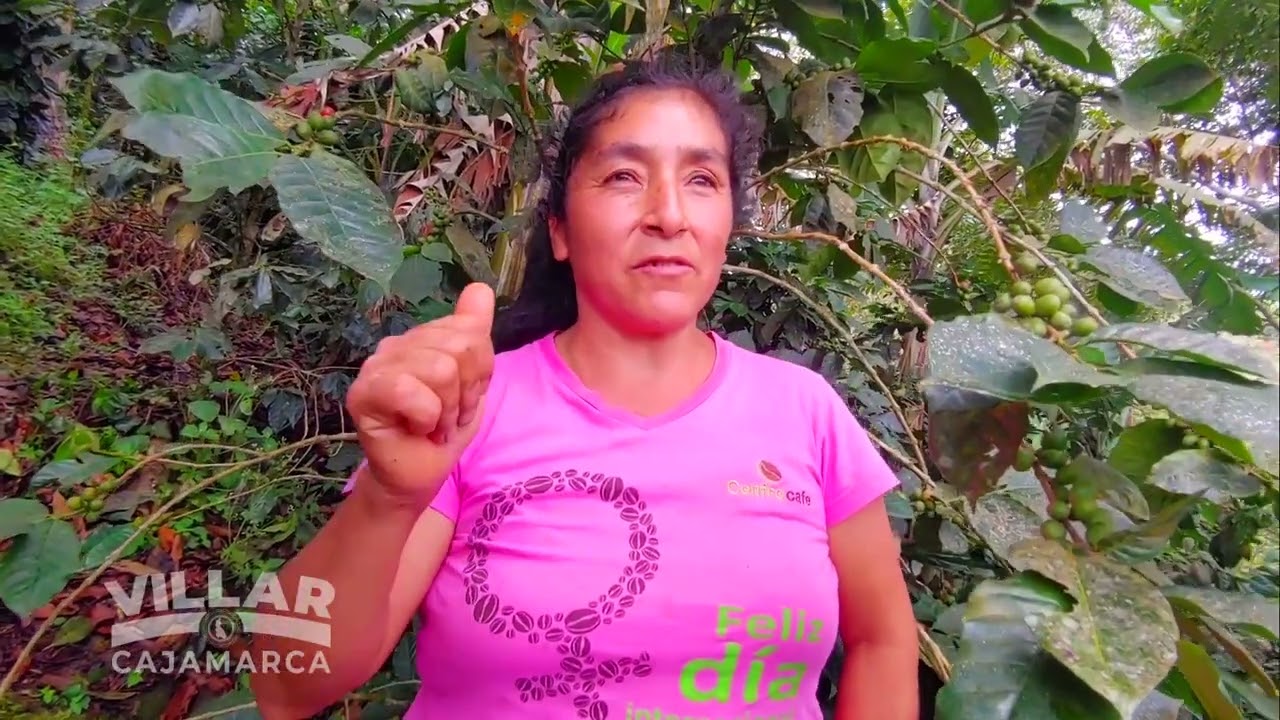 REVOLUCIÓN DEL CAFÉ de Jaén y San Ignacio en la Región Cajamarca 2022