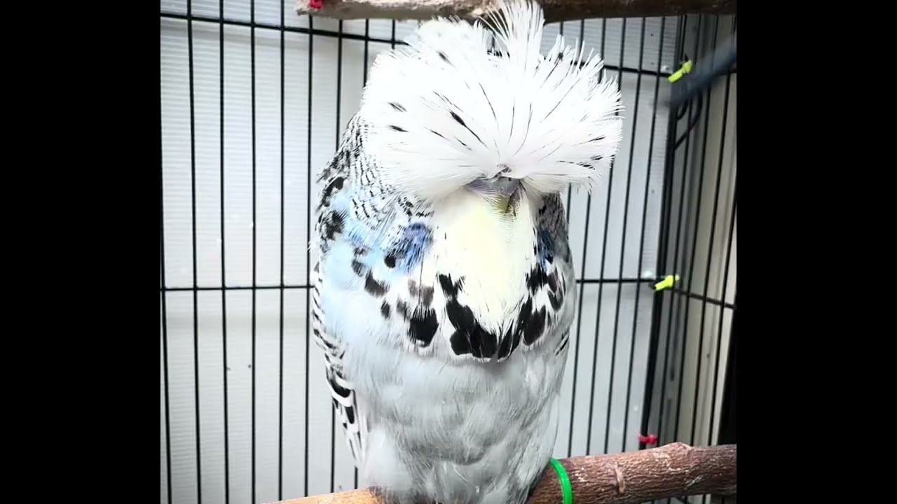 My Super Quality English Budgie Young Baby Boy ! 