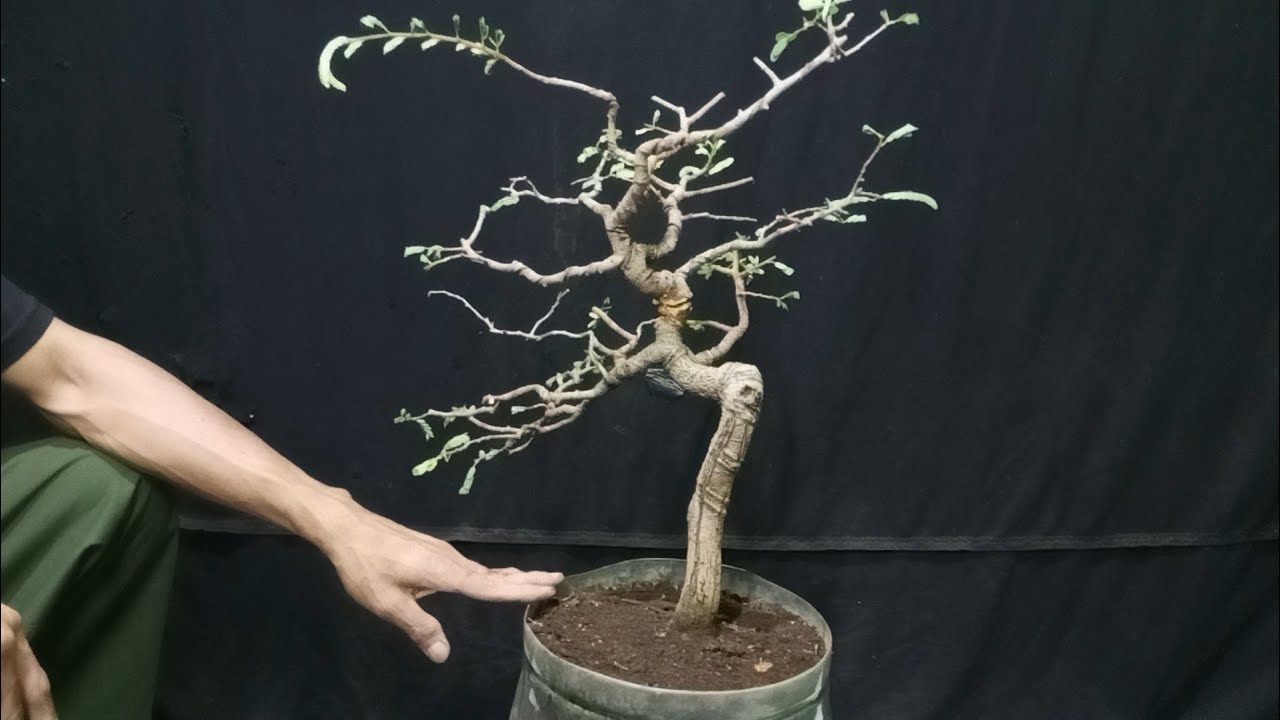 Cara Perawatan Bonsai Asem Jawa Gaya Slanting🔥