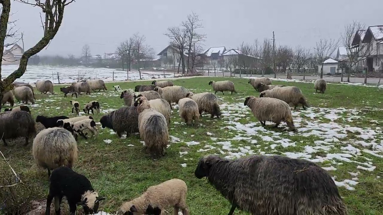 Dubska pramenka