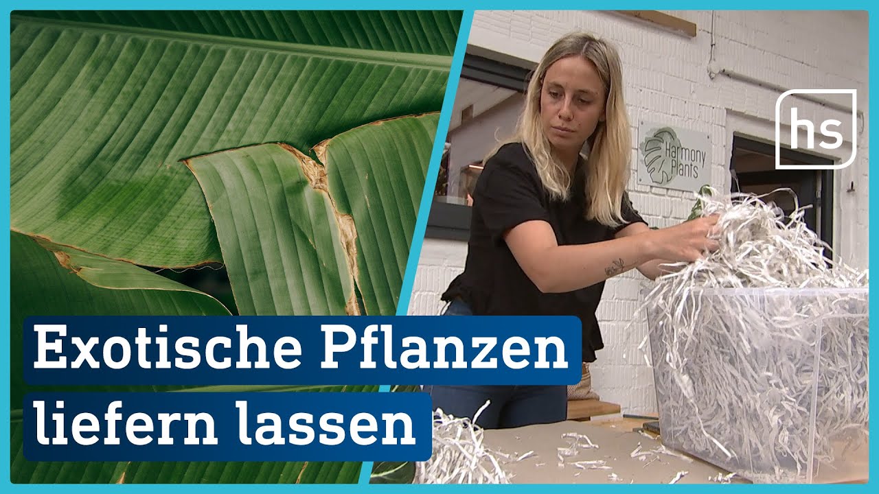 Hessin verkauft exotische Pflanzen | hessenschau
