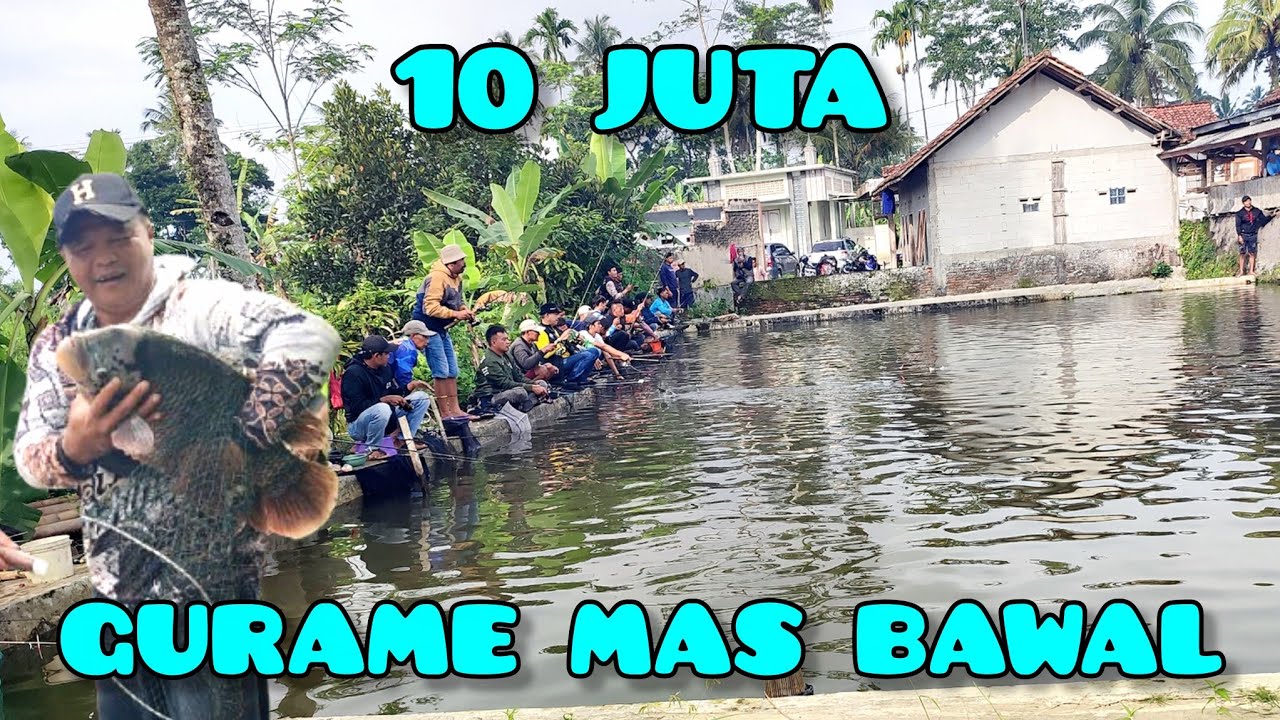 Edyan borongan 10 juta guramenya sangat ganas yang mancing sampai mau ke bawa‼️bawal mas nila