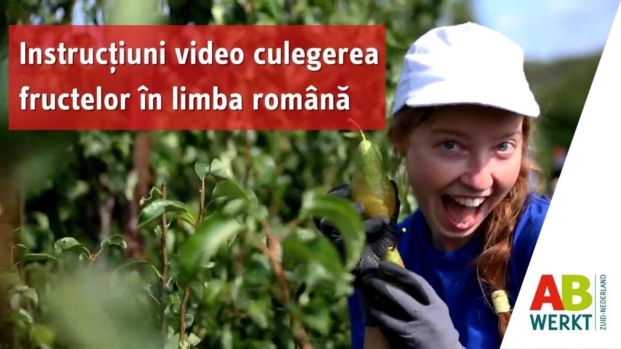 Instrucțiuni video culegerea fructelor în limba română