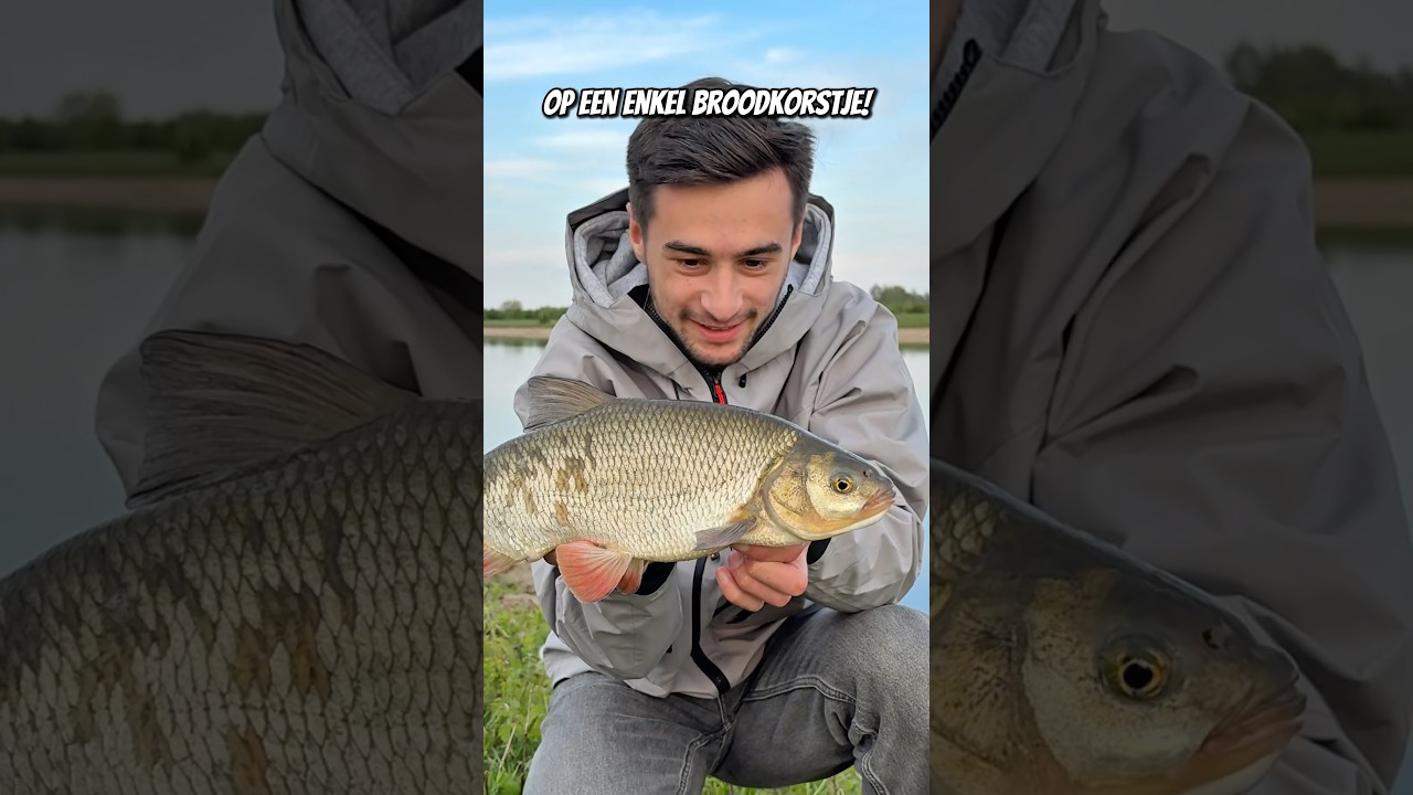 Windes vangen op de BROODKORST!!! - Zulke gave aanbeten! 🙏🏼😱