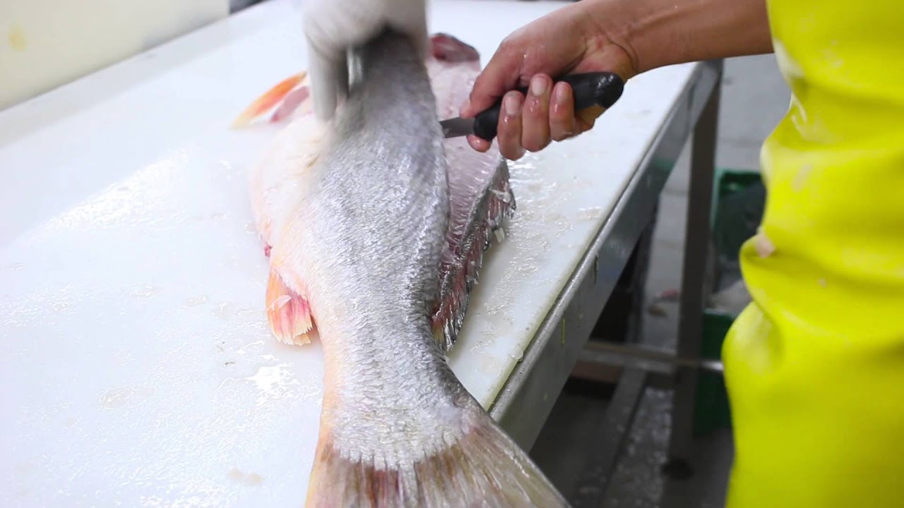 Fish Filleting- Large Corvina