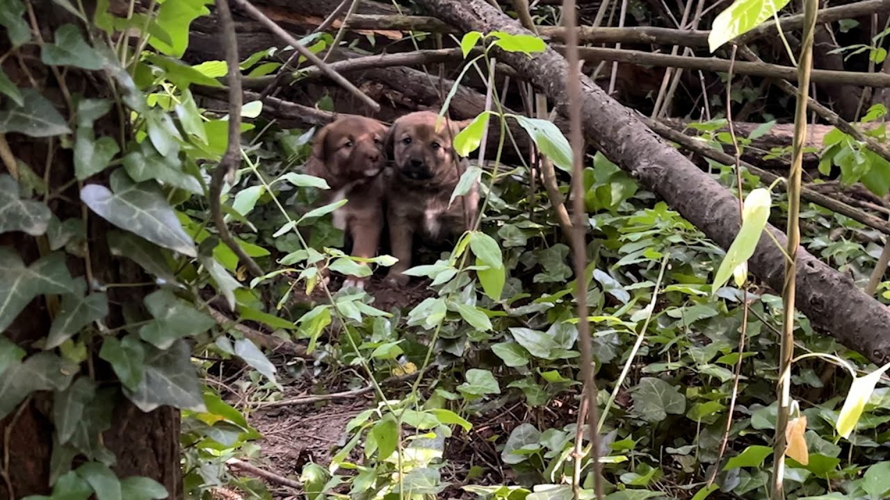 Çalılıların İçinde Büyüyen Yavru Köpekler Gelmek İstemiyor