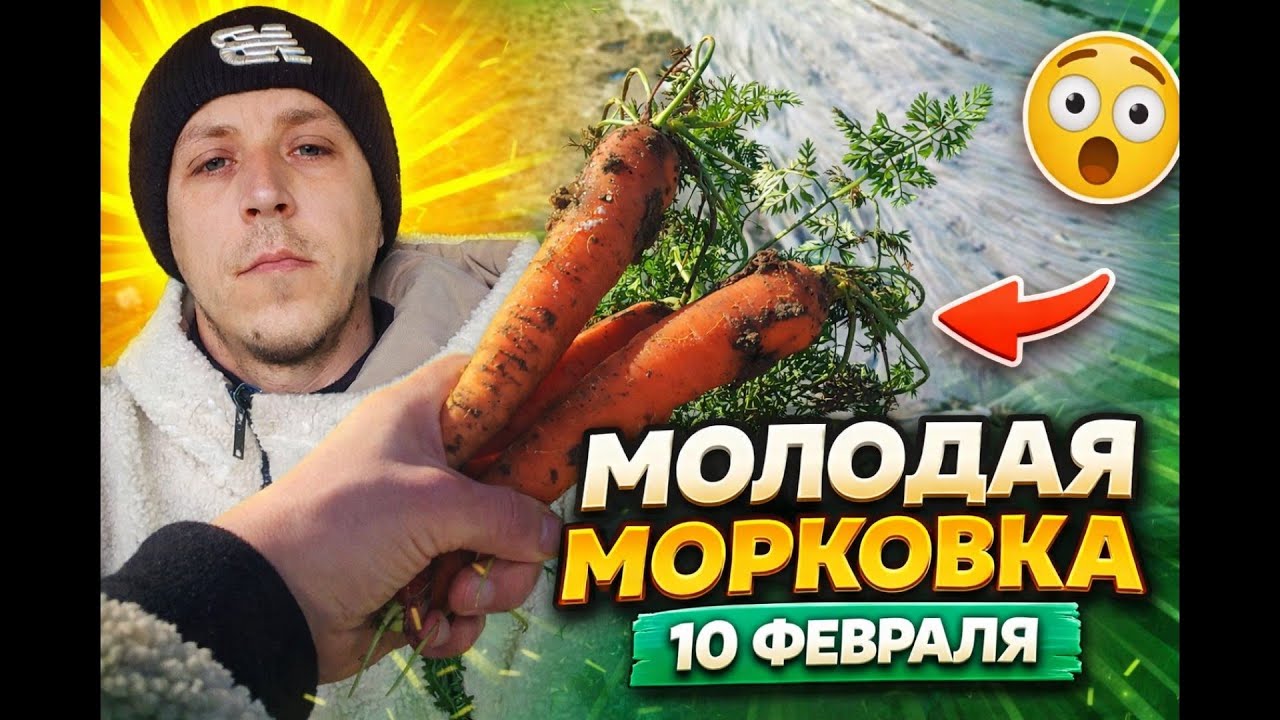 Молодая Морковка 10 Февраля 