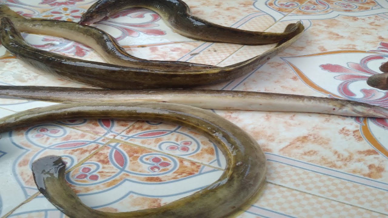 The zig-zag eel facts and information & zig-zag eel fishing