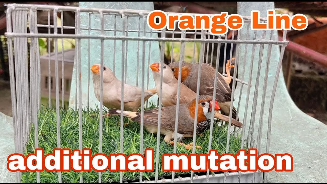 Additional Mutation ~ Orange Line Finches
