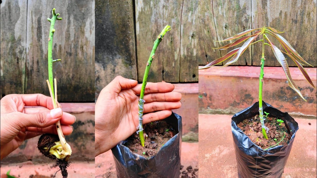 Mango Stone Grafting | mango grafting technique | how to graft mango #mango_grafting