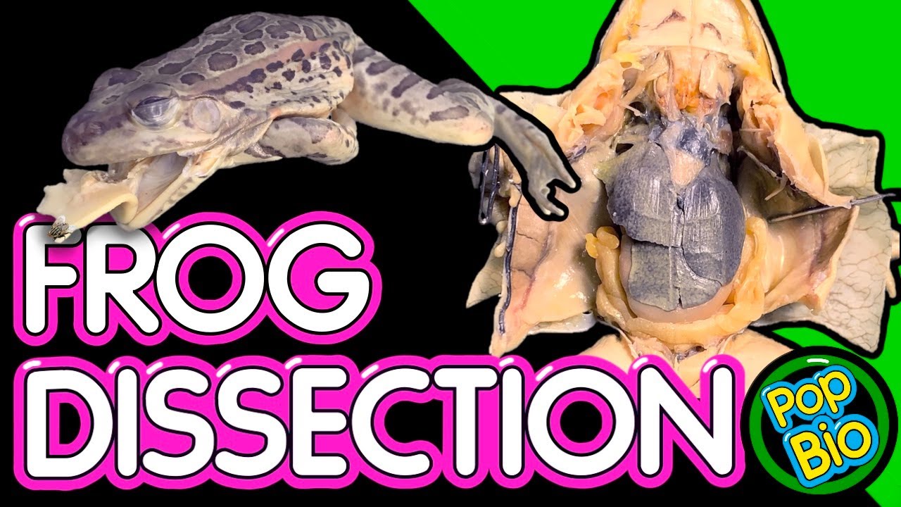 Frog Dissection Anatomy and Function