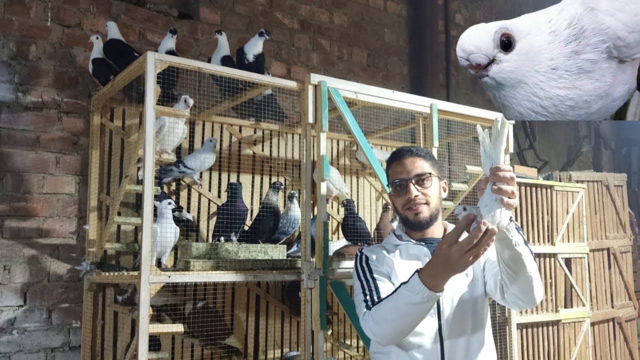 غيه حمام كامله للبيع اكبر تشكيلة كل انواع الحمام