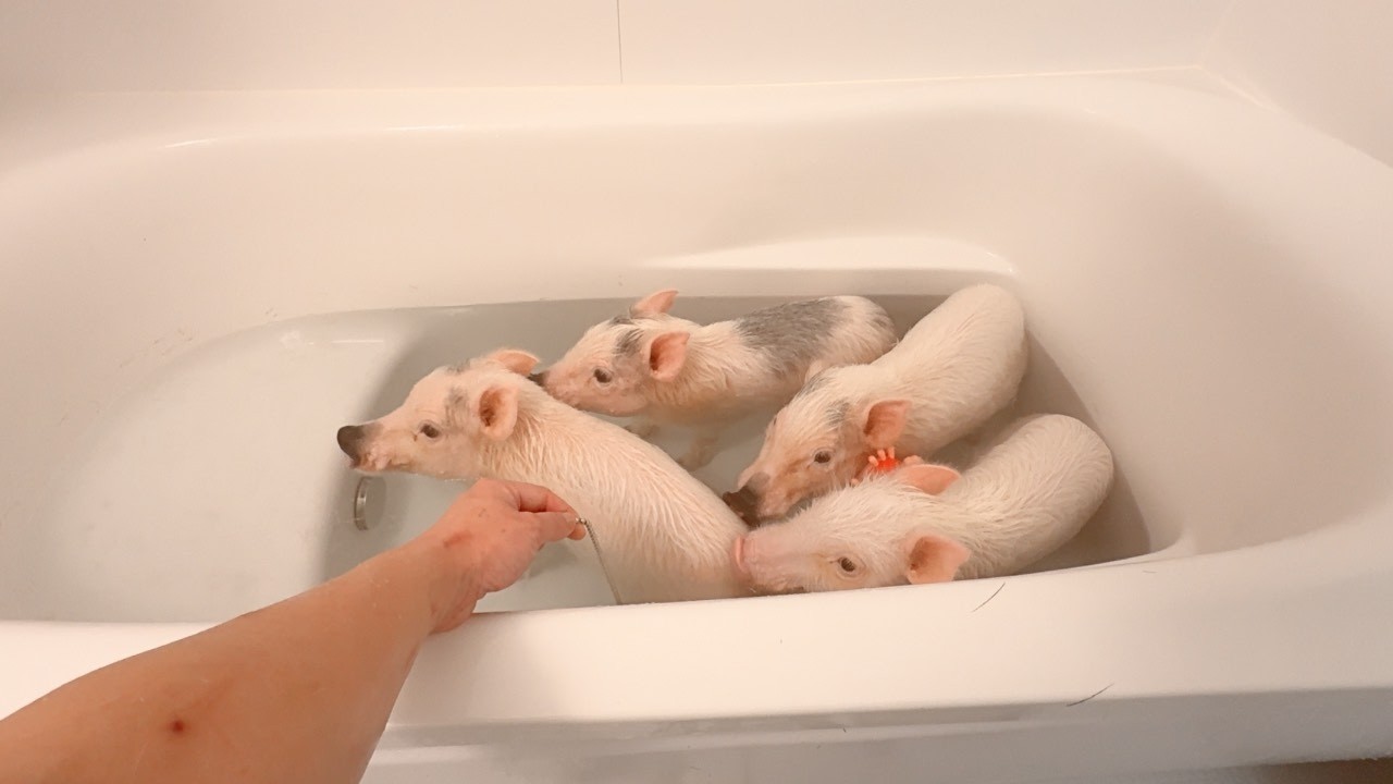 マイクロブタ4匹とのお風呂が過酷すぎた Bath time with four micro pigs was too tough