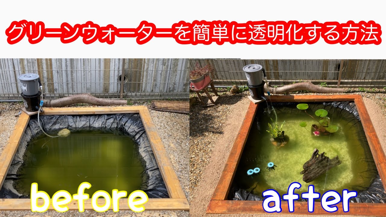 グリーンウォーターを簡単に透明にする方法【バクテリアの効果検証】