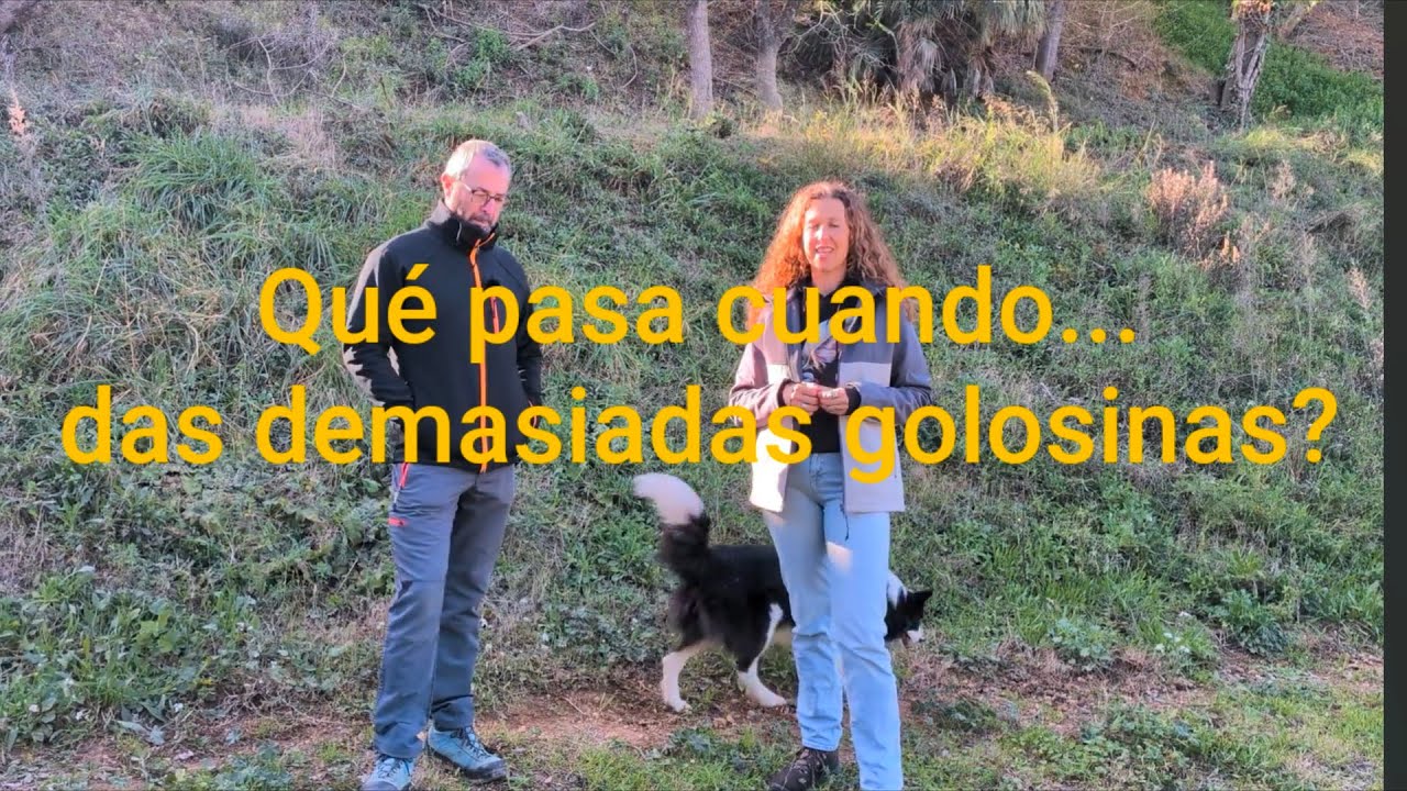 ¿Qué pasa cuando... DAS DEMASIADAS GOLOSINAS COMO PREMIO?