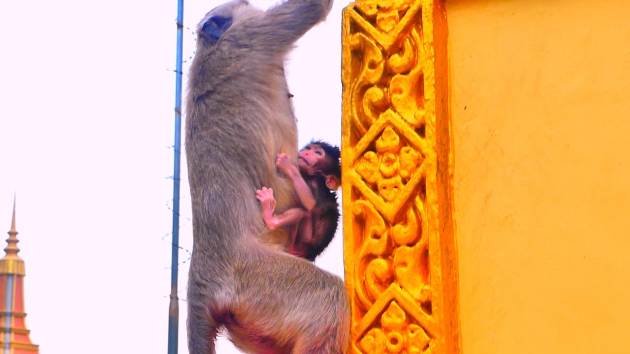 A newborn baby monkey tries to cling to Mom Rani as she climbs to the top