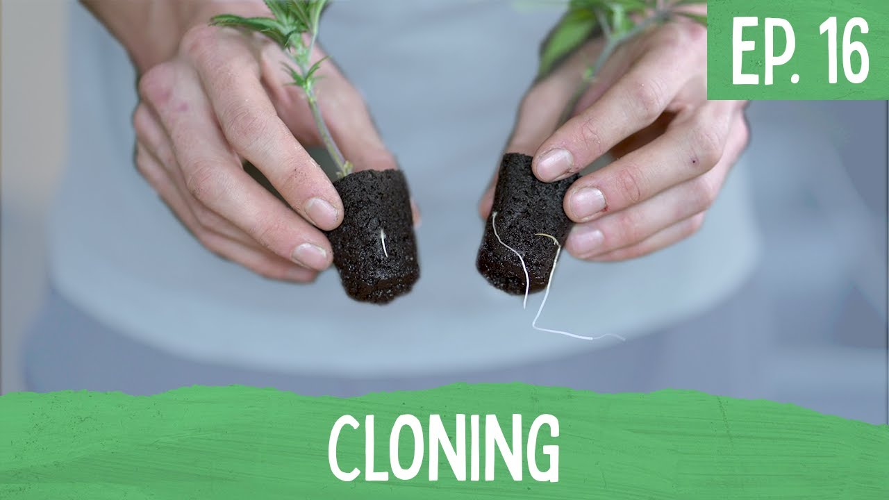 Ep. 16 - Cloning