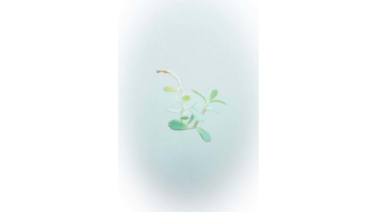 李友廷 Yo Lee [ 徒長 Etiolation ]