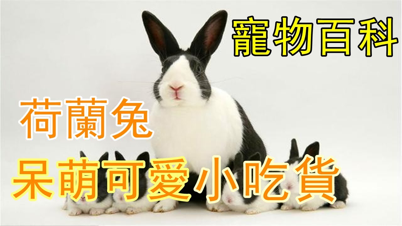 【荷蘭兔】天然呆自然萌的吃貨小可愛