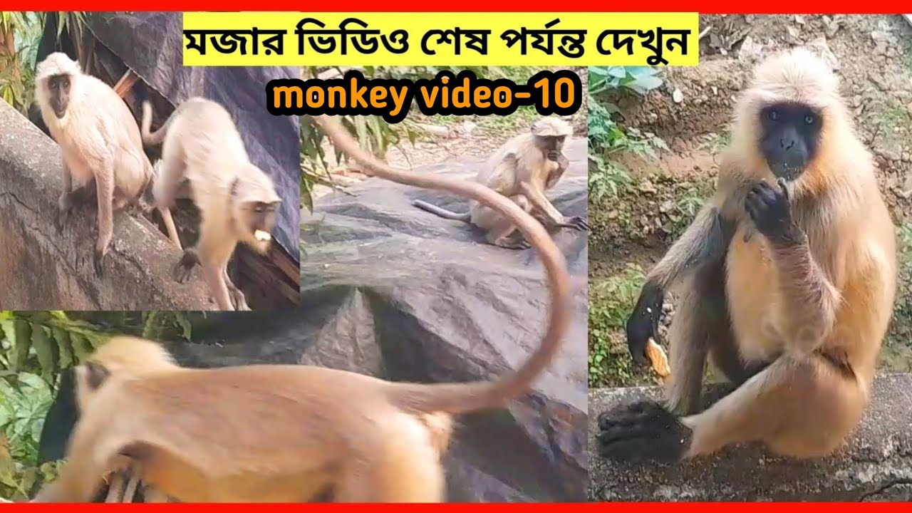 monkey funny video |funny monkey moments 2025 |best monkey moments| silly monkeys doing tricks🤪🐵🐒