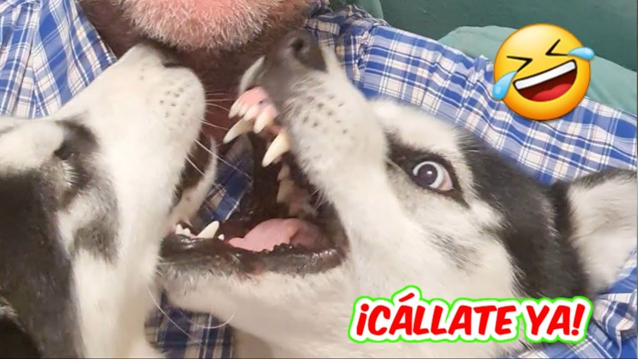 Husky puppy hablando compilación || Bombón the husky y Max the husky