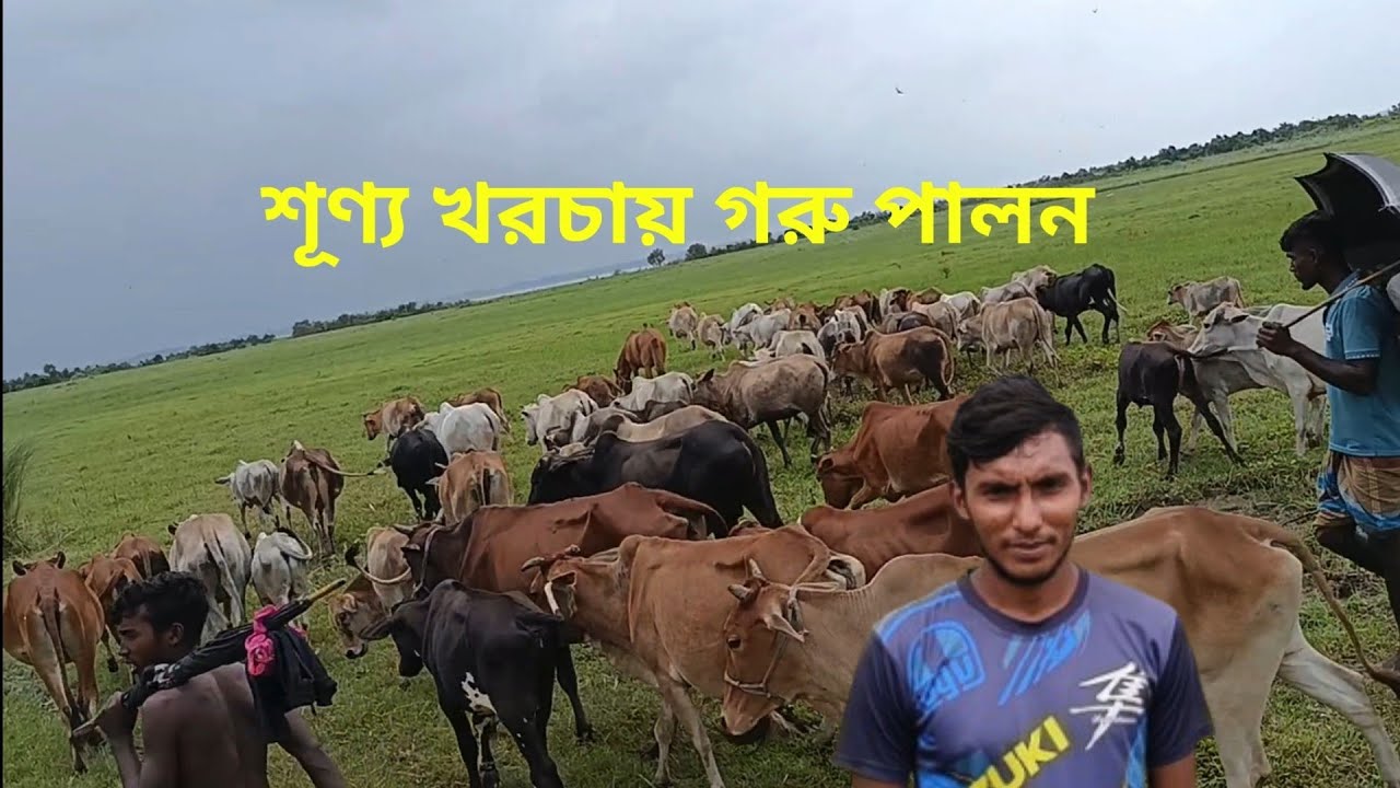 শূণ্য খরচায় ৭০-৮০ টি গরু লালন পালন। #70-80 #cows at #faruk zero #cost.