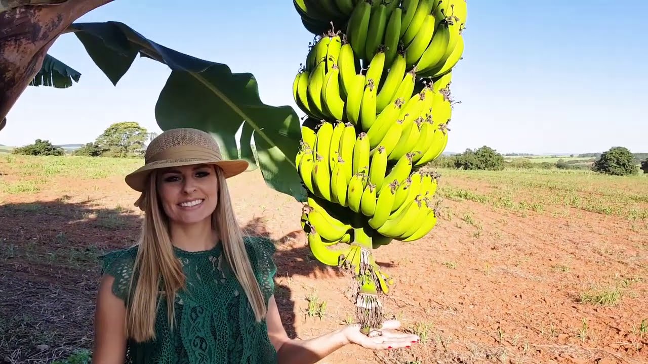 Pomar das Bananas | 104 tipos diferentes